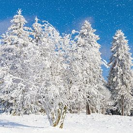 Winterwald - Ein Panorama verschneiter Laubbäume, Tannensäulen und dichter Wälder unter tiefblauem Himmel mit sanftem Schneefall von AidasignArt