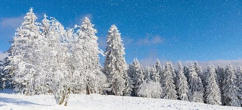 Winterbos - Een panorama van besneeuwde loofbomen, dennenzuilen en dichte bossen onder een diepblauwe hemel met zachte sneeuwval