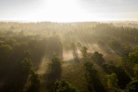 Sunrise over a misty forest during a summer morning by Sjoerd van der Wal Photography