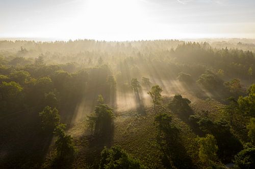 Zonsopgang boven een mistig bos tijdens een zomerochtend