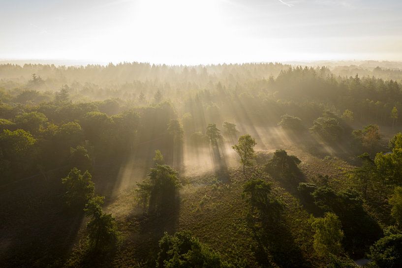 Sonnenaufgang über einem nebligen Wald an einem Sommermorgen von Sjoerd van der Wal Fotografie