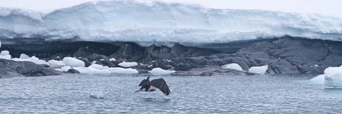 antarctische aalscholver