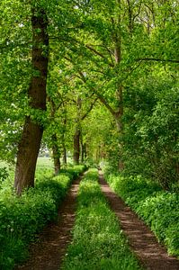 Pad langs een bos met groene weiden in de lente van Sjoerd van der Wal Fotografie