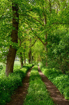 Pad langs een bos met groene weiden in de lente