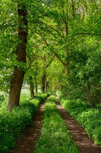 Pad langs een bos met groene weiden in de lente