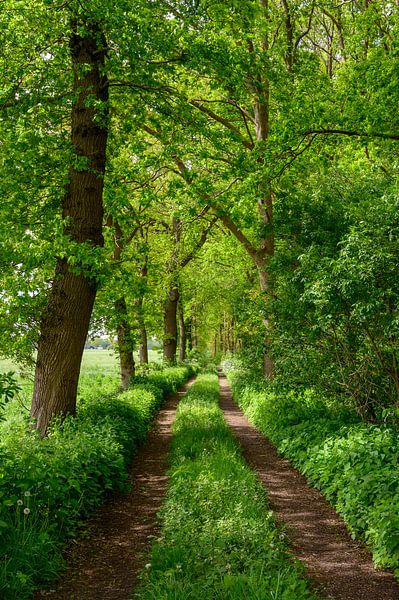 Chemin le long d'une forêt printanière avec des prairies vertes au printemps. par Sjoerd van der Wal Photographie