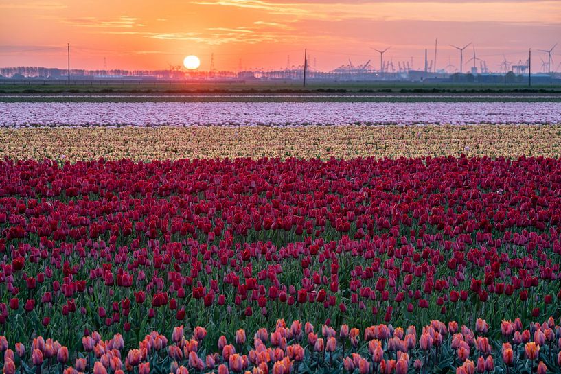 des champs de milliers de tulipes par Marcel Derweduwen