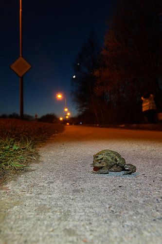 Paddentrek: samen op weg
