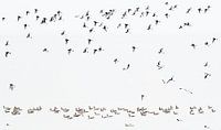 Birds on the run