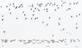 Birds on the run by Cynthia Plug