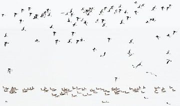 Vögel auf der Flucht von Cynthia Plug