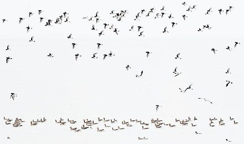 Vögel auf der Flucht