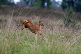 Vluchtend Ree by Gijs  Tjeerdsma