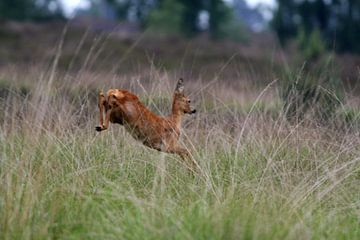 Vluchtend Ree by Gijs  Tjeerdsma