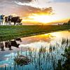 Mirrored cows by Jaap Terpstra