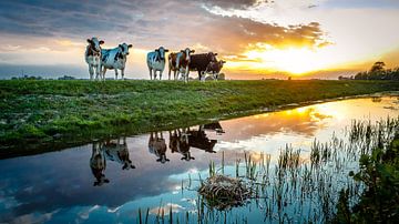 Mirrored cows