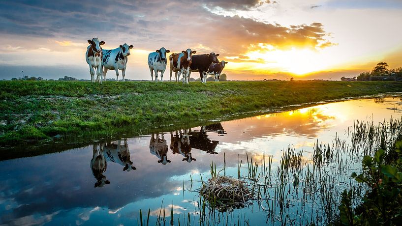 Mirrored cows by Jaap Terpstra