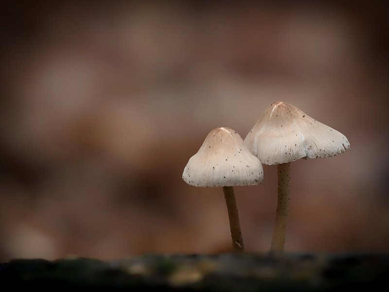 Les champignons dans la forêt par Maikel Brands