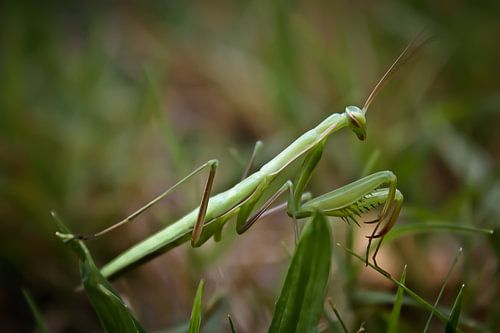 Praying mantis