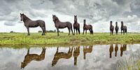 Young Friesian horses at Lemmer