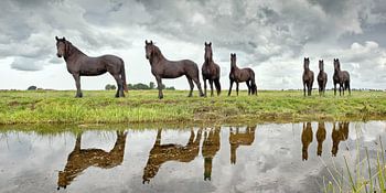 Jonge Friese paarden bij Lemmer
