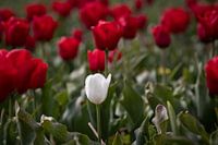 Standing out in the crowd