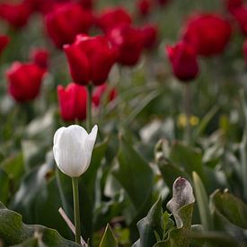 Standing out in the crowd van Madelon Thijs