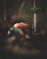Herfstlicht - kleine paddenstoel op de bosbodem