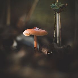 Herfstlicht - kleine paddenstoel op de bosbodem van Danielle Tempelaars