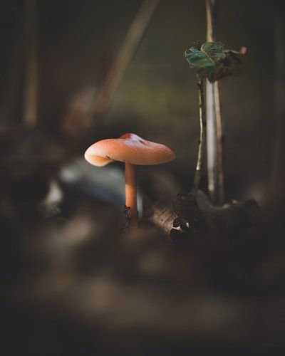 Herbstlicht - kleiner Pilz auf dem Waldboden