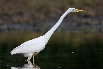 Western Great Egret von Jelmer Reyntjes