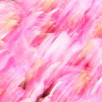 Pink Flowers