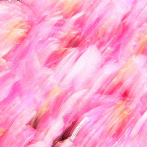 Roze Bloemen par Herman de Langen