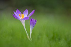Deux crocus dans l'herbe
