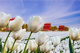 View on a city in Holland by Brian Morgan