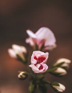 Le géranium en novembre sur Tessa Dommerholt