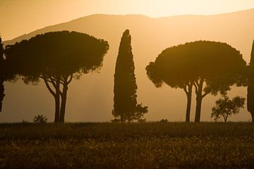 Cypres en parasoldennen bij Marina della Pescaia, Toscane van Rens Kromhout