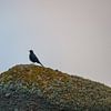 Klein vogeltje op een rots van Delano Balten