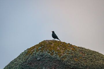 Klein vogeltje op een rots