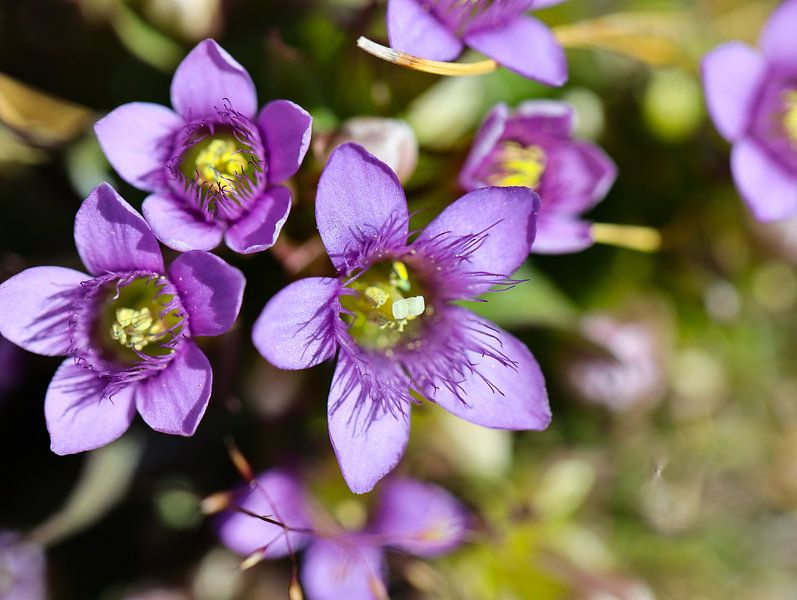 Alpenblume von Marieke Funke