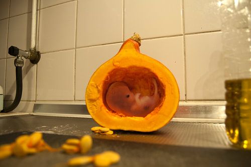 Baby's / Fötus in Kürbis auf Küchenarbeitsplatte