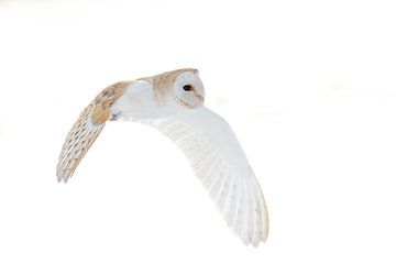 Schleiereule im Schnee von Rando Kromkamp Natuurfotograaf