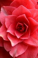 Roze mandala