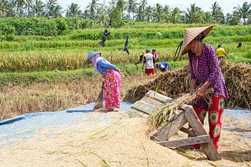 Reisfeldarbeiter im ländlichen Java von Eye on You