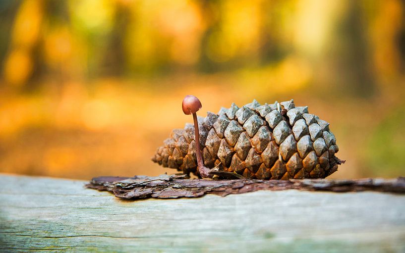 Cone fruit by Saranda in t Veld Fotografie