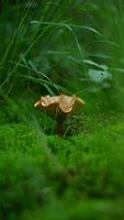 Magical Mushroom