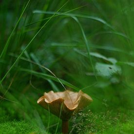 Magical Mushroom by Seraina Vollmar