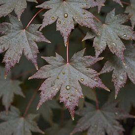 Le silence de l'automne – Des feuilles d'érable couvertes de rosée sur Kristin M
