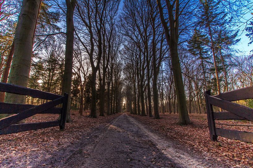 Tranquil path to silence by Maarten Salverda