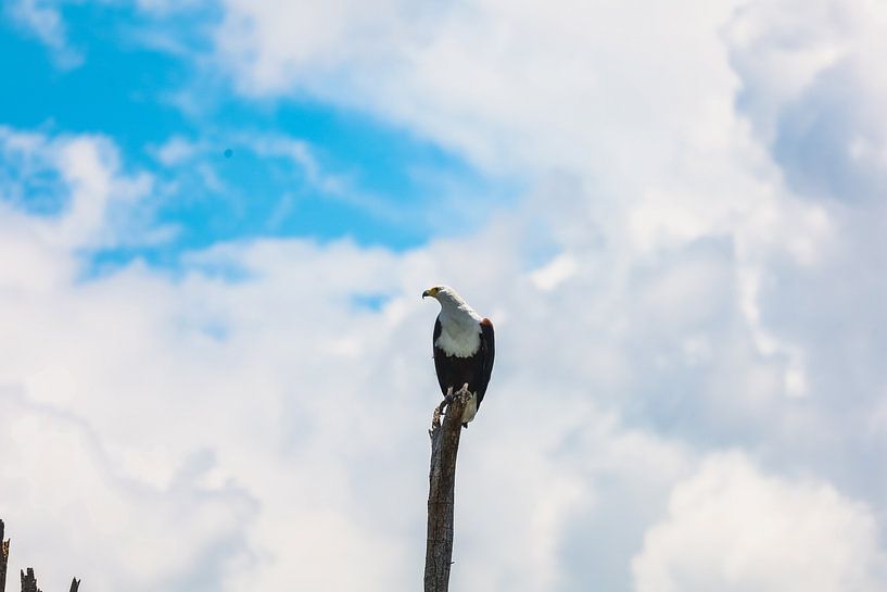 Osprey by G. van Dijk
